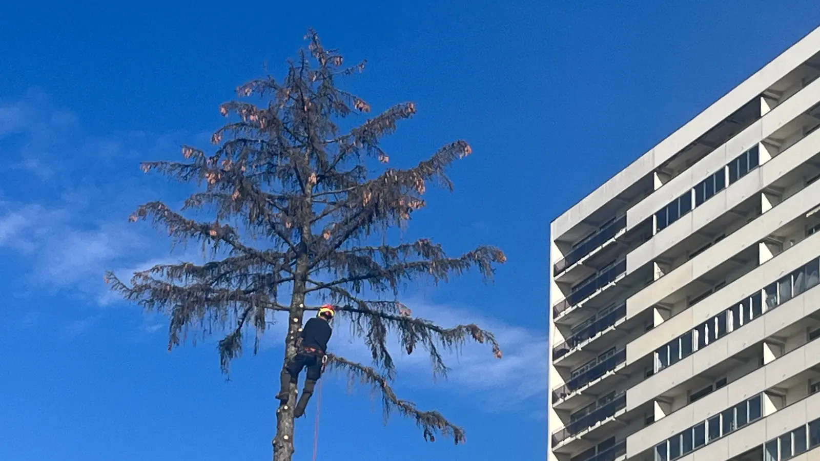 Élagueur en rétention dans un grand chêne, en cours de taille